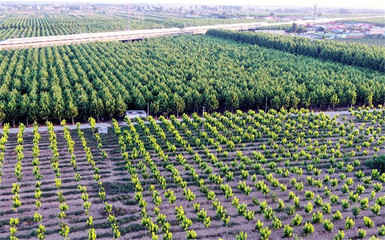 定州市大力发展花木产业 花卉苗木种植面积达21万亩