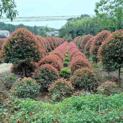 造型罗汉松配景树二十年种植经验别墅庭院绿化